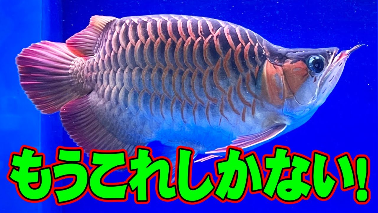 絶対に失敗しないのはもう…これしかない。とにかく凄すぎて大発狂…。アロワナ、紅龍、ショート、豚系、SUMO