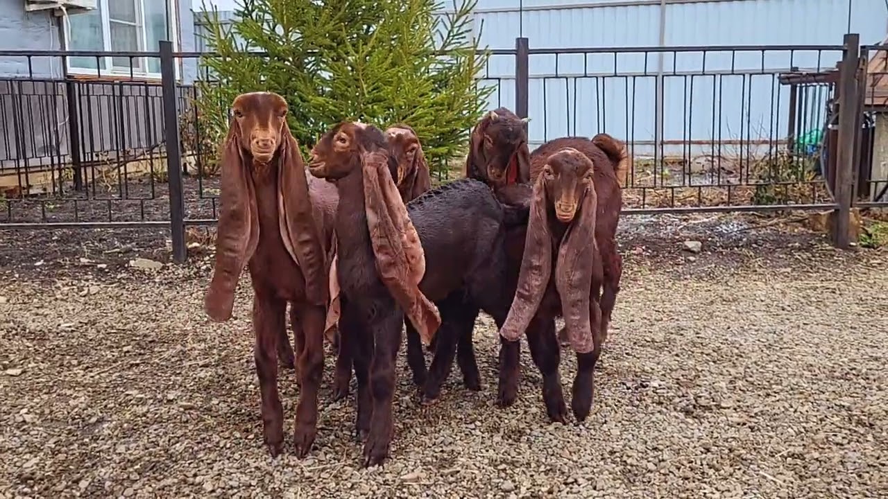 Камори козы.