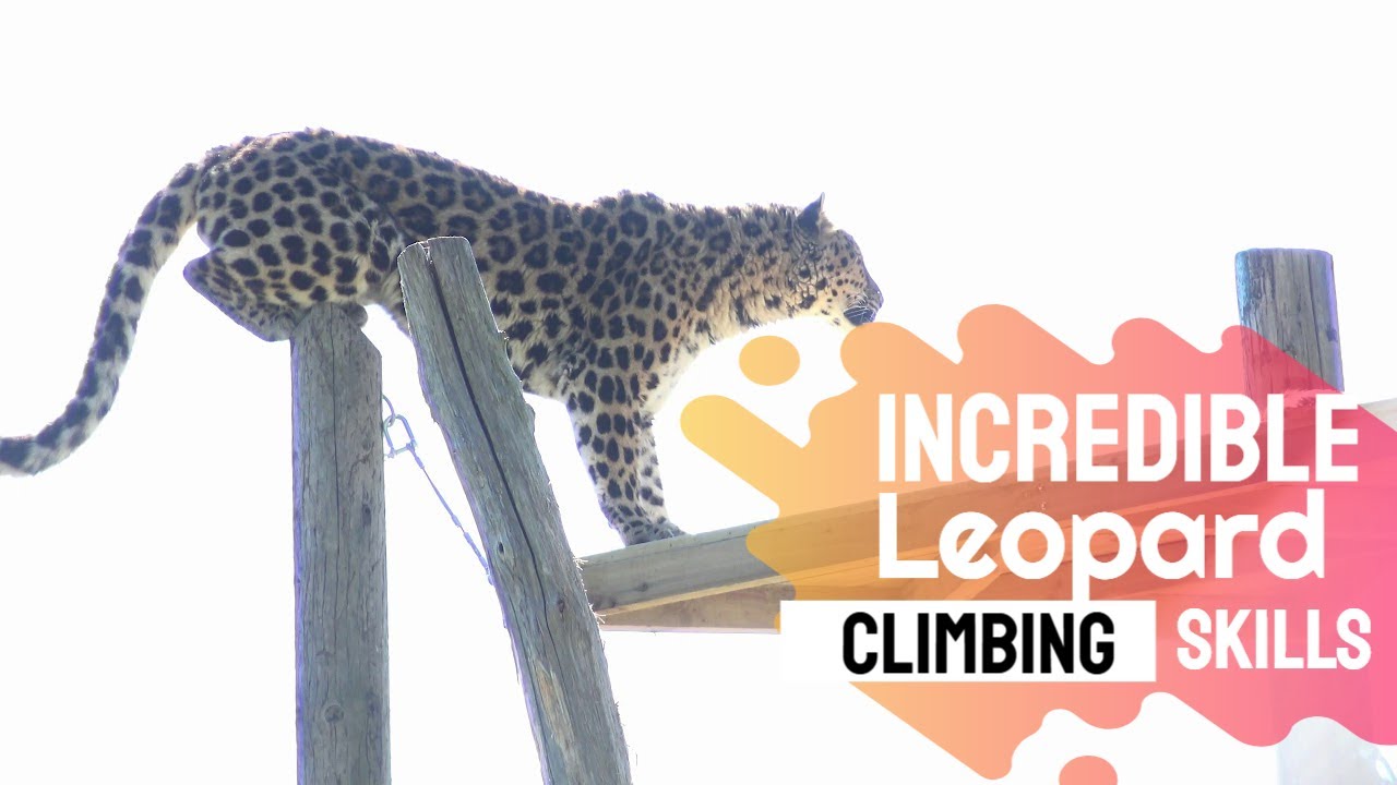 Leopard dynamic enclosure design.  Team Building workshop creates leopard Pandora