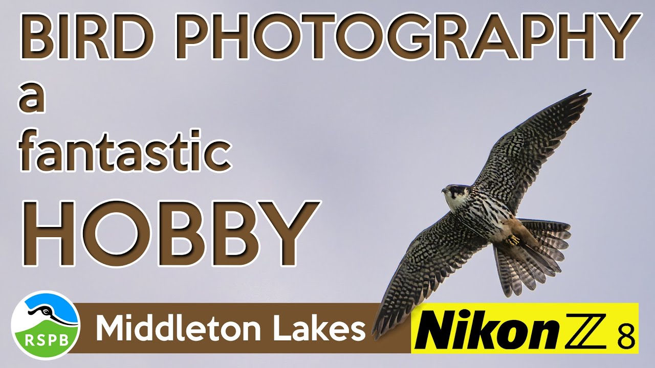 Superb bird photography of my first Hobby and Sandpiper sightings - Nikon Z8