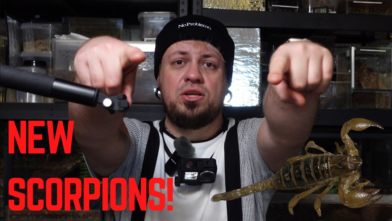 My new pet scorpions! Strong beginning of the year | #vlog10