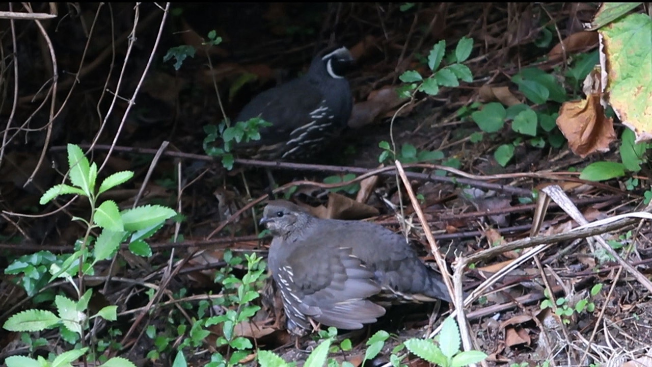California Quail and Chicks in Whakatane NZ