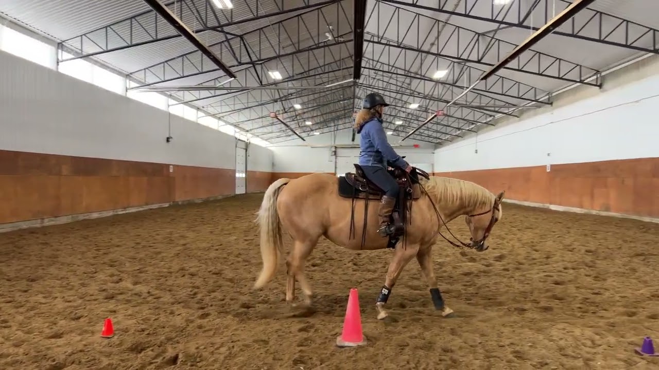 Parelli Audition Finesse Level 4+