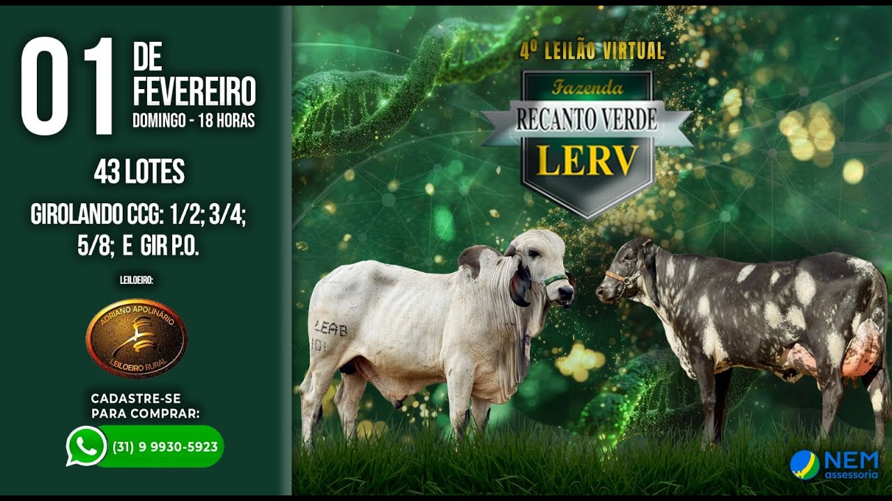 ✅ 4º LEILÃO VIRTUAL FAZENDA RECANTO VERDE - 01/02/2026 ⏰ 18:00h