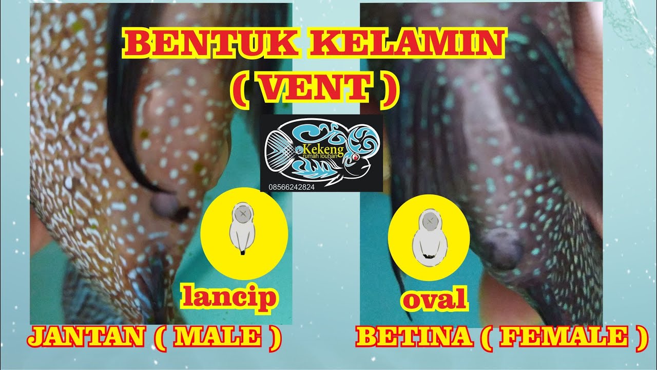 CARA MEMBEDAKAN IKAN LOUHAN JANTAN DAN BETINA ||  How to identify Flowerhorn male or female