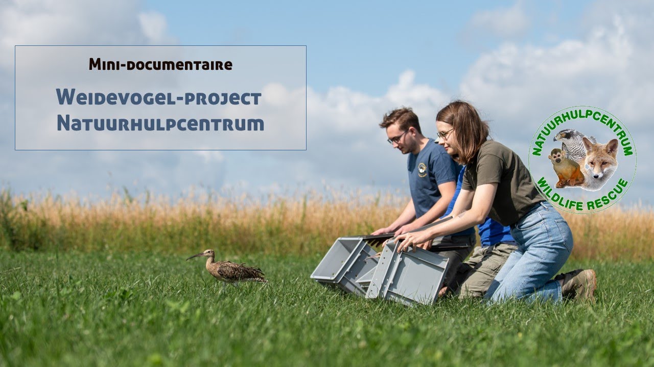 Natuurhulpcentrum - Weidevogels