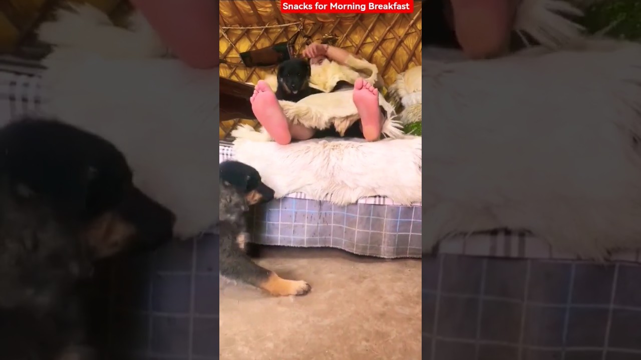 Snacks for Morning Breakfast #nomadiclife #nomade #Mongolian #food #nomadicfood #cooking #mukbang