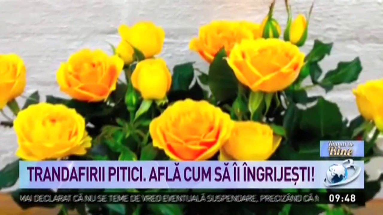 Ingrijirea florilor - Cum se ingrijesc Trandafirii pitici