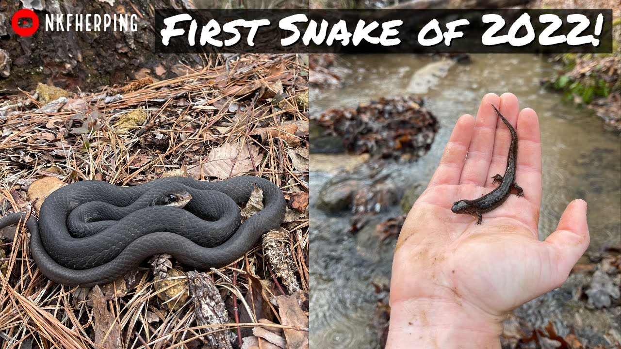 New Years Day Herping in Georgia! Looking for the First Snake of 2022!