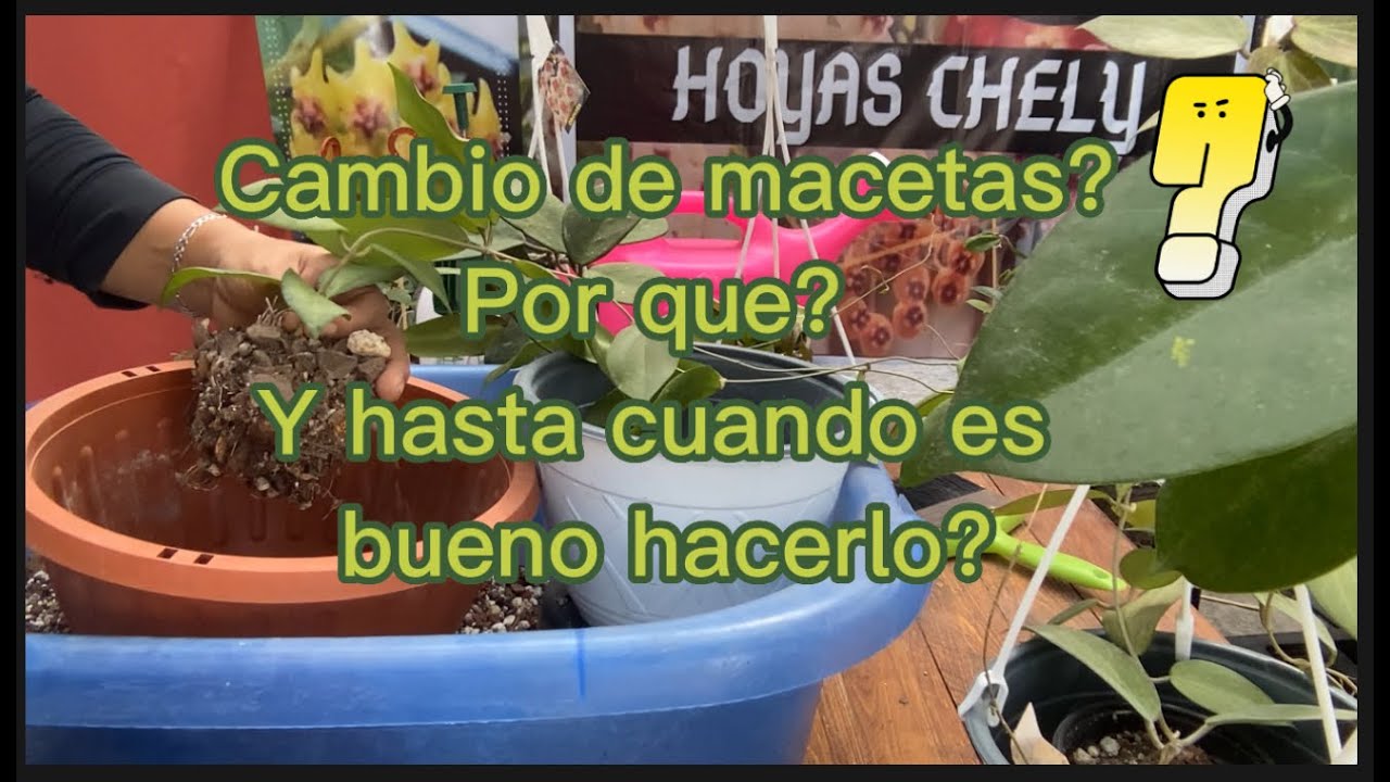 Cuando y como cambiar de maceta mi hoya?🌸Que tipo de maceta le va mejor? y más hoyas para conocer.