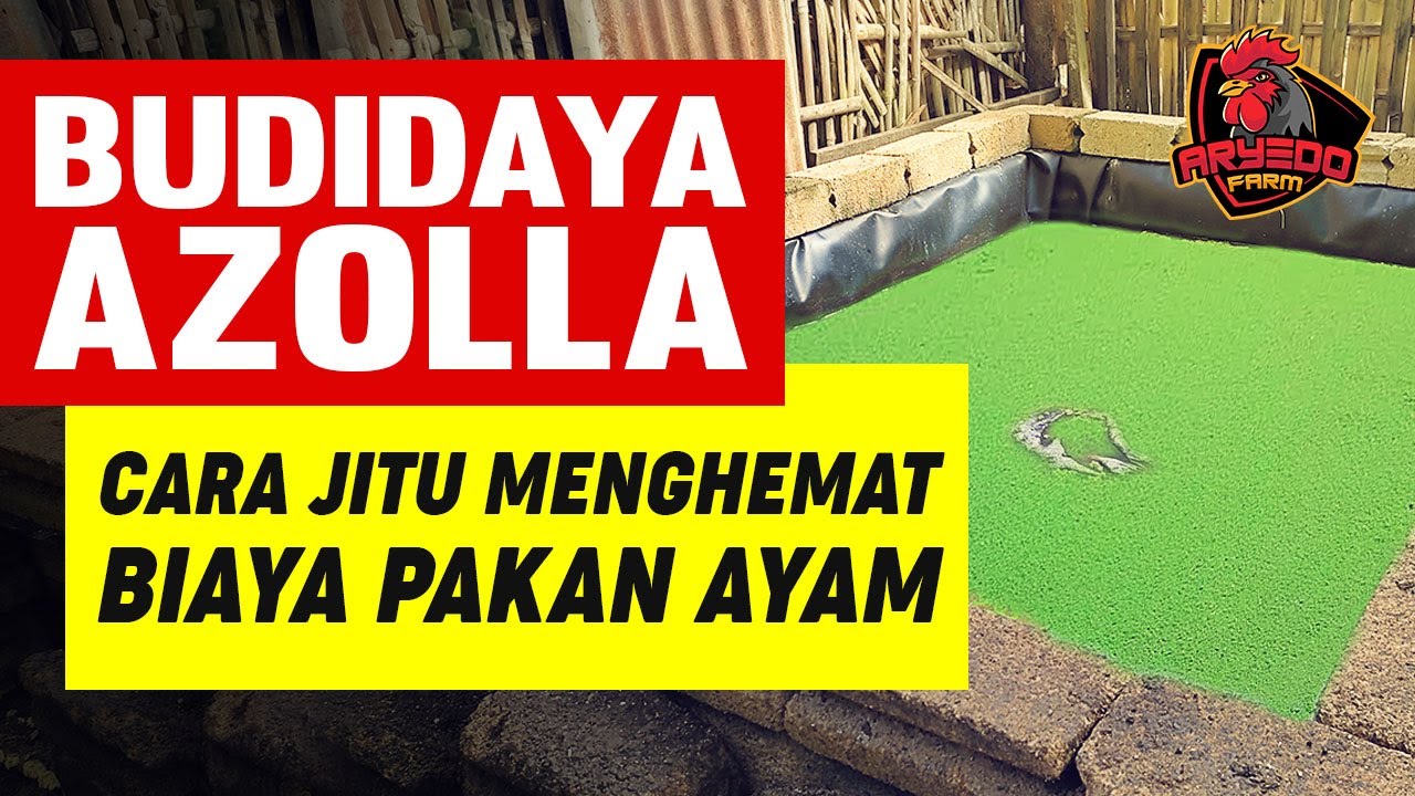 CARA BUDIDAYA AZOLLA (Pakan Ayam Alternatif Protein Tinggi) di KOLAM TERPAL