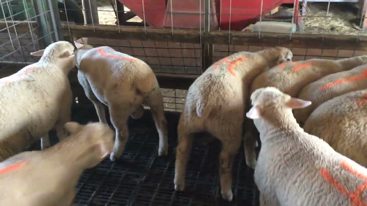 Purebred Ile-De-France ram and ewe lambs to be sold.