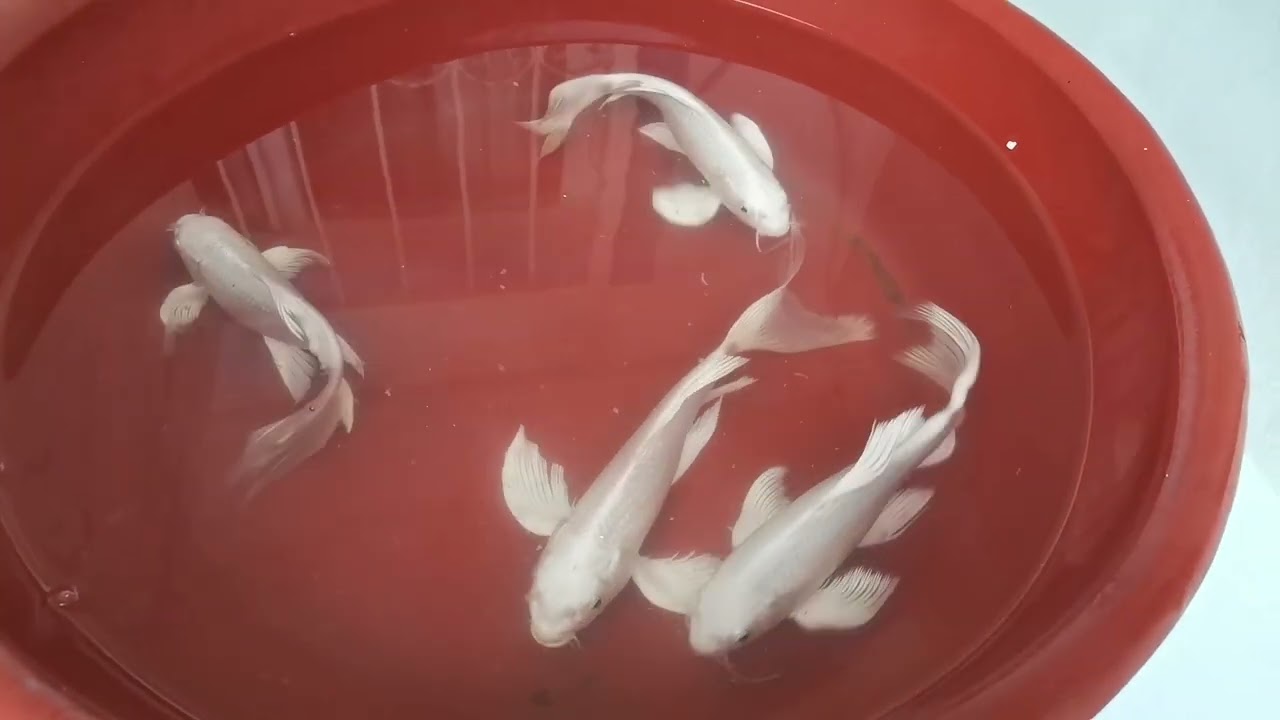 Platinum Butterfly Beyaz Koi