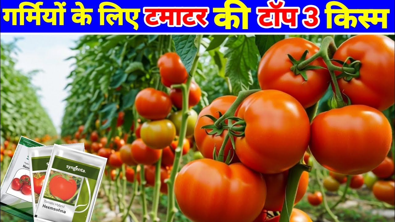गर्मियों में टमाटर की टॉप 3 हाई यील्ड किस्में | Tomato Best Varieties for Summer Farming