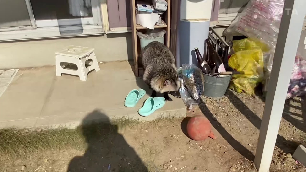ぽん子の日常3#タヌキ#狸#たぬき#シェパード#大型犬