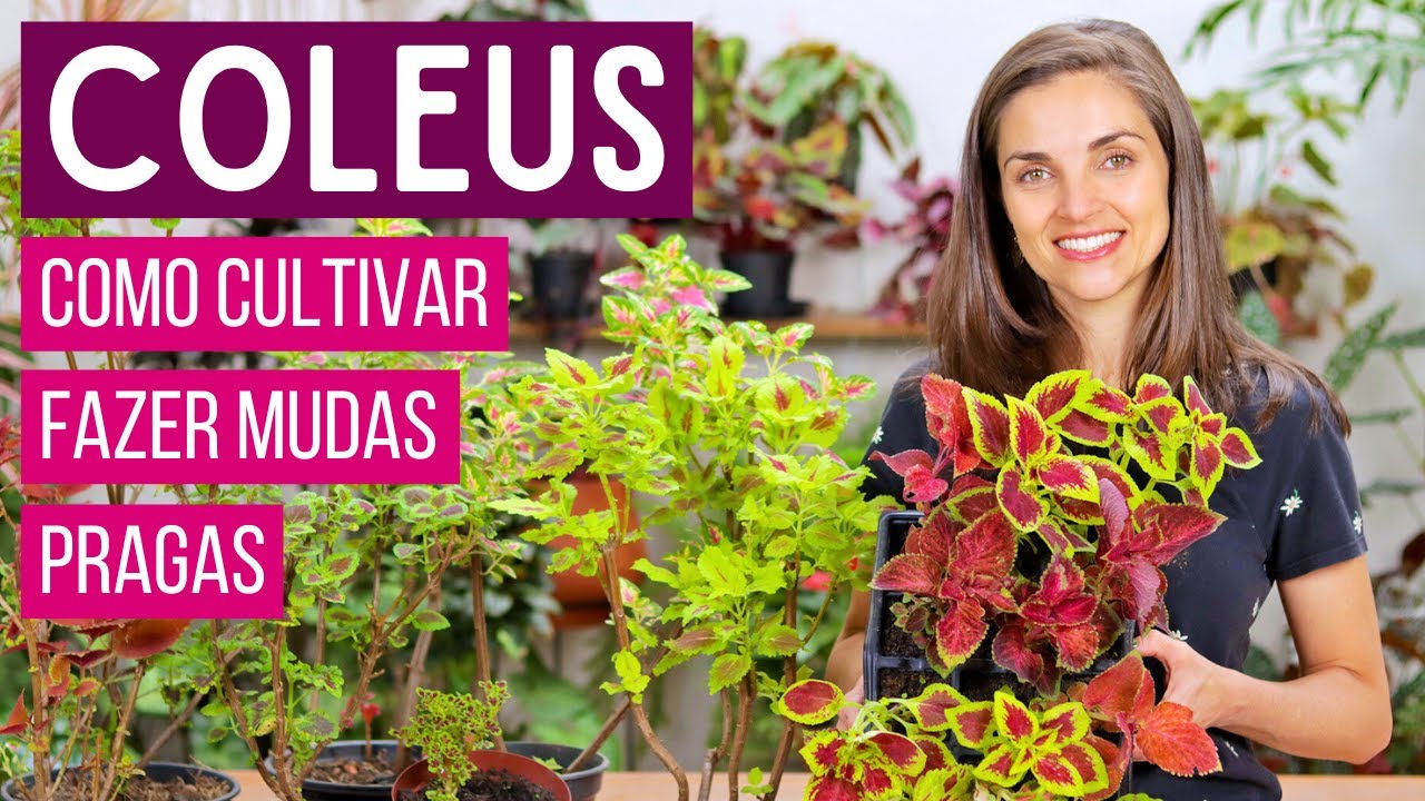 COLEUS - COMO CULTIVAR e FAZER MUDAS