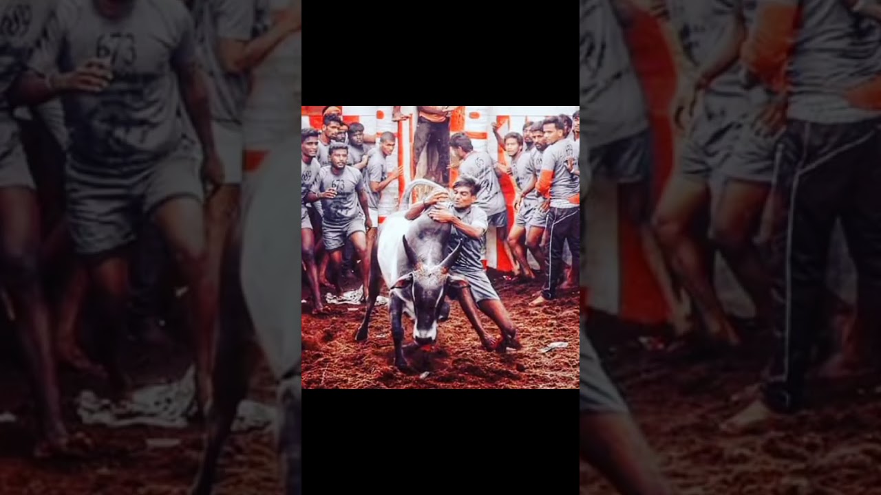 #alanganallurjallikattu