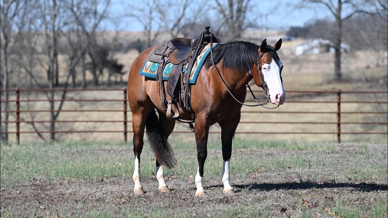 Charlie Brown offered by Diamond K Horses as one of our Private Sale Horses 