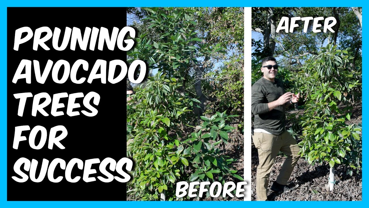 Don't be fooled like me...Pruning My Avocado Tree