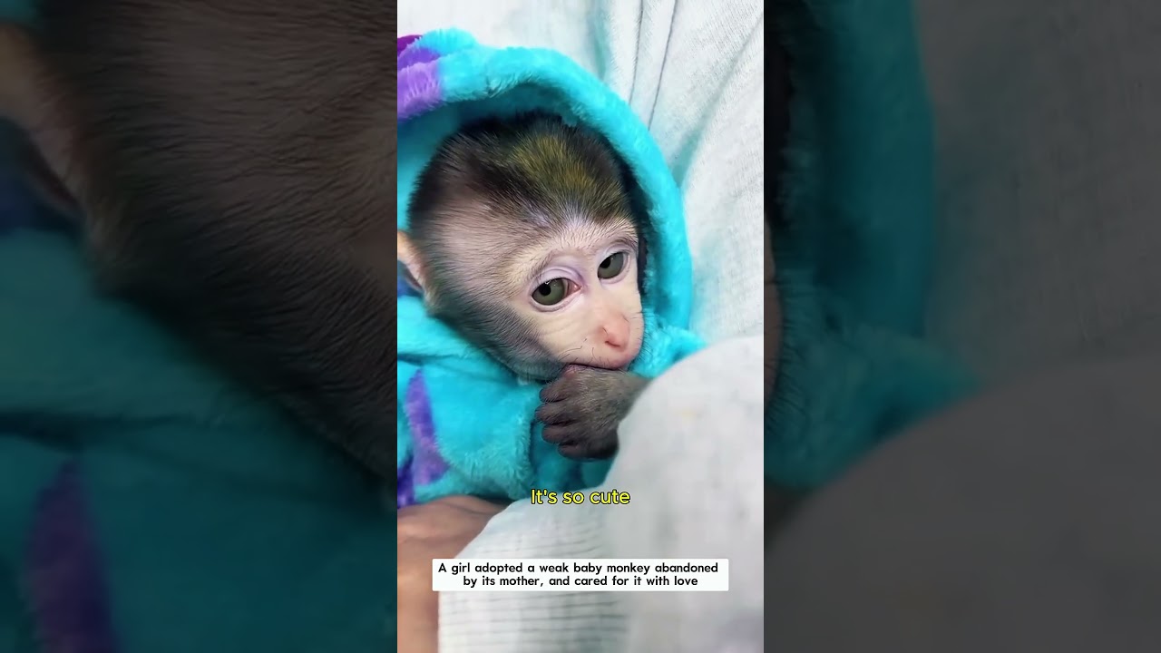 Oh baby monkey! Is that mom? #monkey #wildliferescue #rescue #cute #shorts #animalfriendshipstory