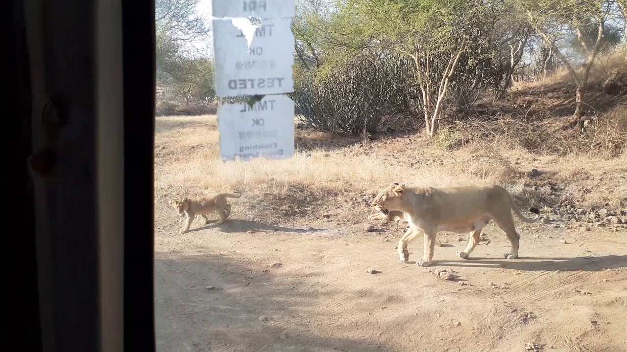 Visit at Ambardi Safari Park - Ta : Dhari - Dist : Amreli - Date : 25-12-2020 #Digant Brahmkshatriya