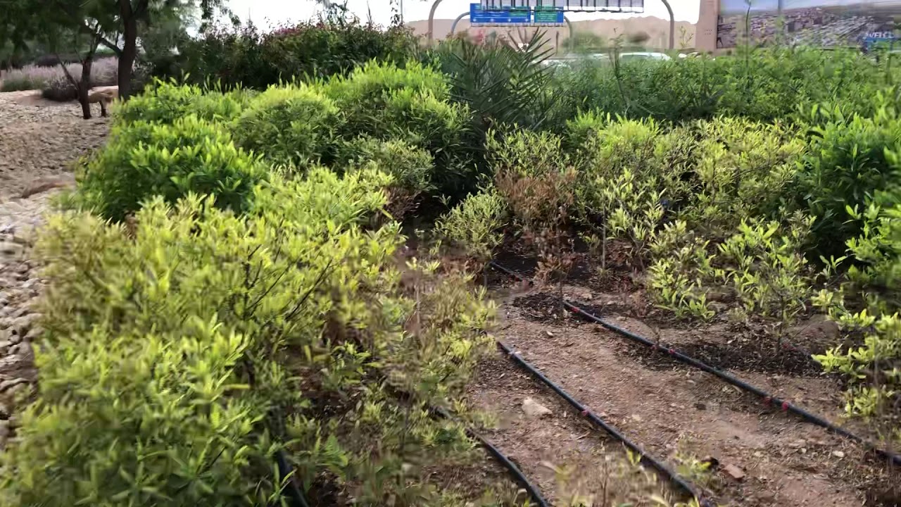 A desert park in the Saudi capital, Riyadh 2021