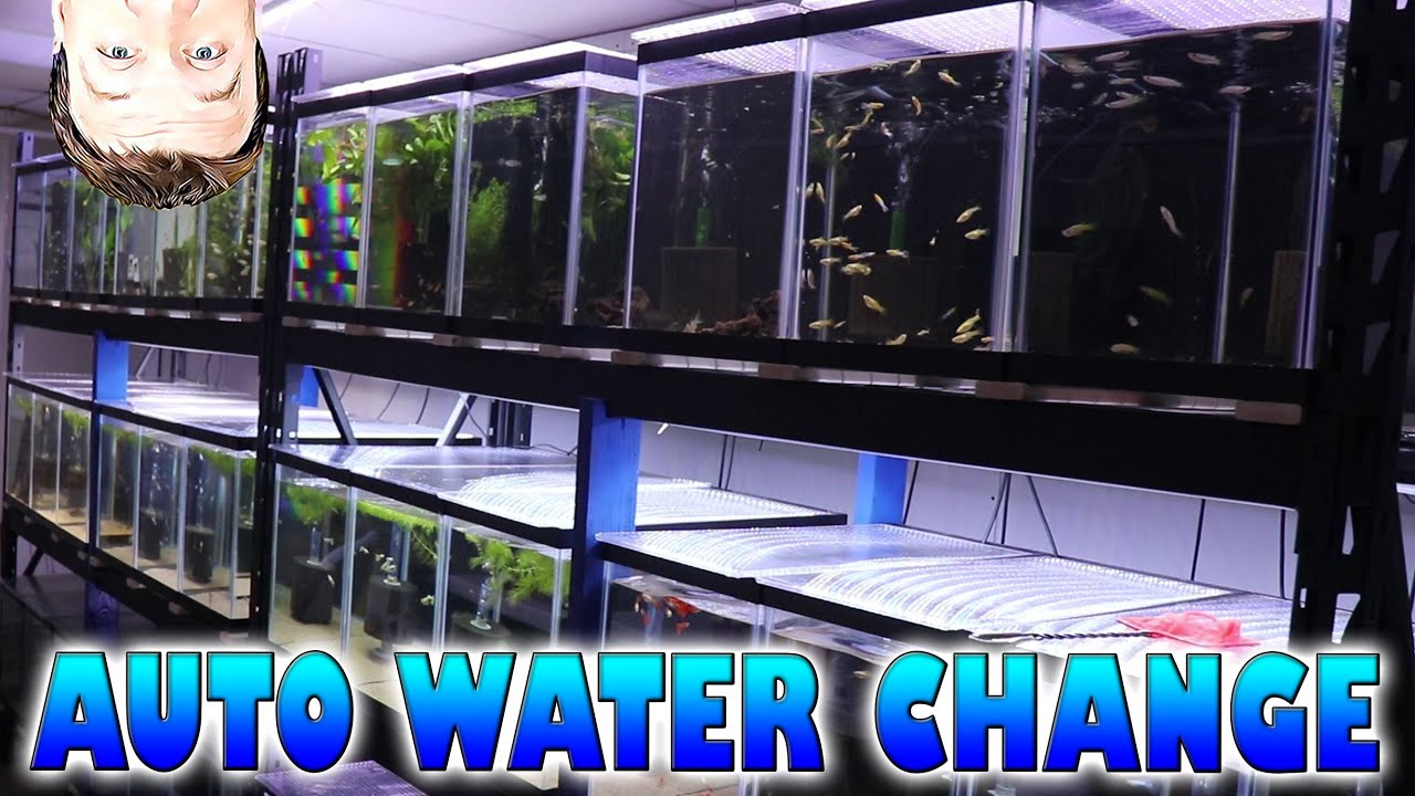 DIY Fish Room Build From the Ground Up Part 8 - Auto Water Change