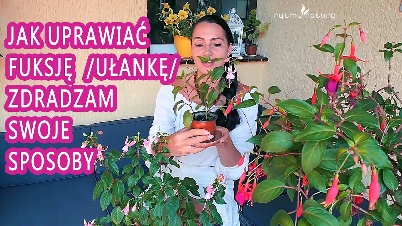 Jak uprawiać FUKSJĘ /UŁANKĘ/ aby nie marniała i kwiatami sypała. Zdradzam swoje sposoby!
