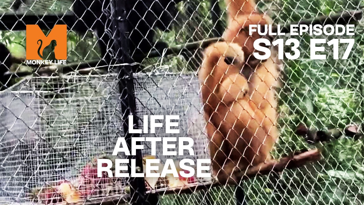 The Mission to Bring a Released Gibbon Back Home | Monkey Life Season 13 EP 17 | Monkey Life