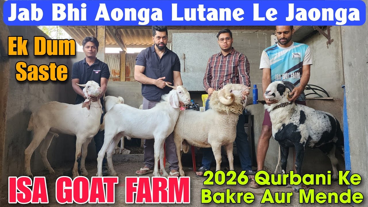 Jab Bhi Aonga Saste Bakre Mende Laonga At ISA GOAT FARM | 2026 Qurbani Goat Sheep In Bhiwandi 