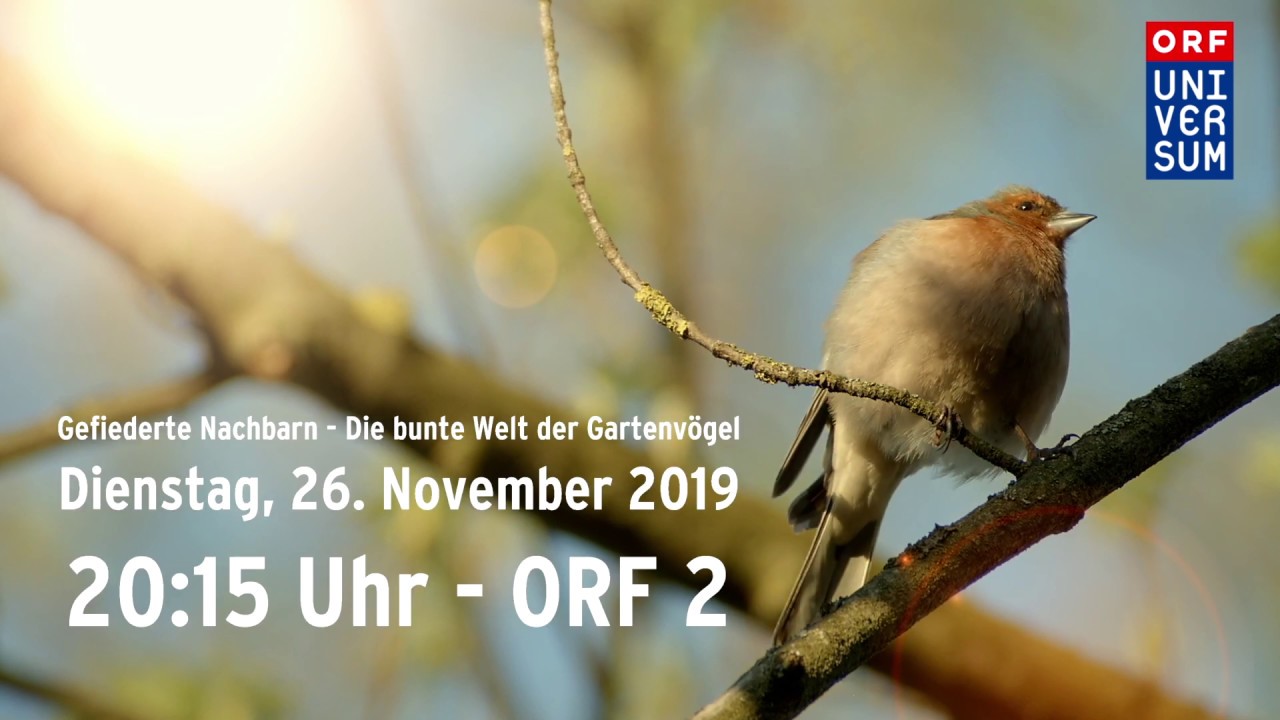 Buchfink verlegt sein Nest bei Schlechtwetter | 'Gefiederte Nachbarn' (ORF Universum)