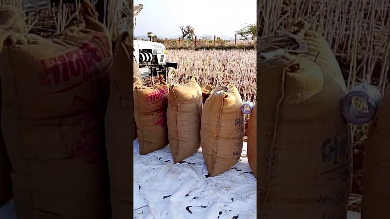 सरसों निकालने वाली मशीन #सरसों #सरसोंकीखेती #सरसोंकाभाव #sarso #farming #village #गांव #khetibadi 