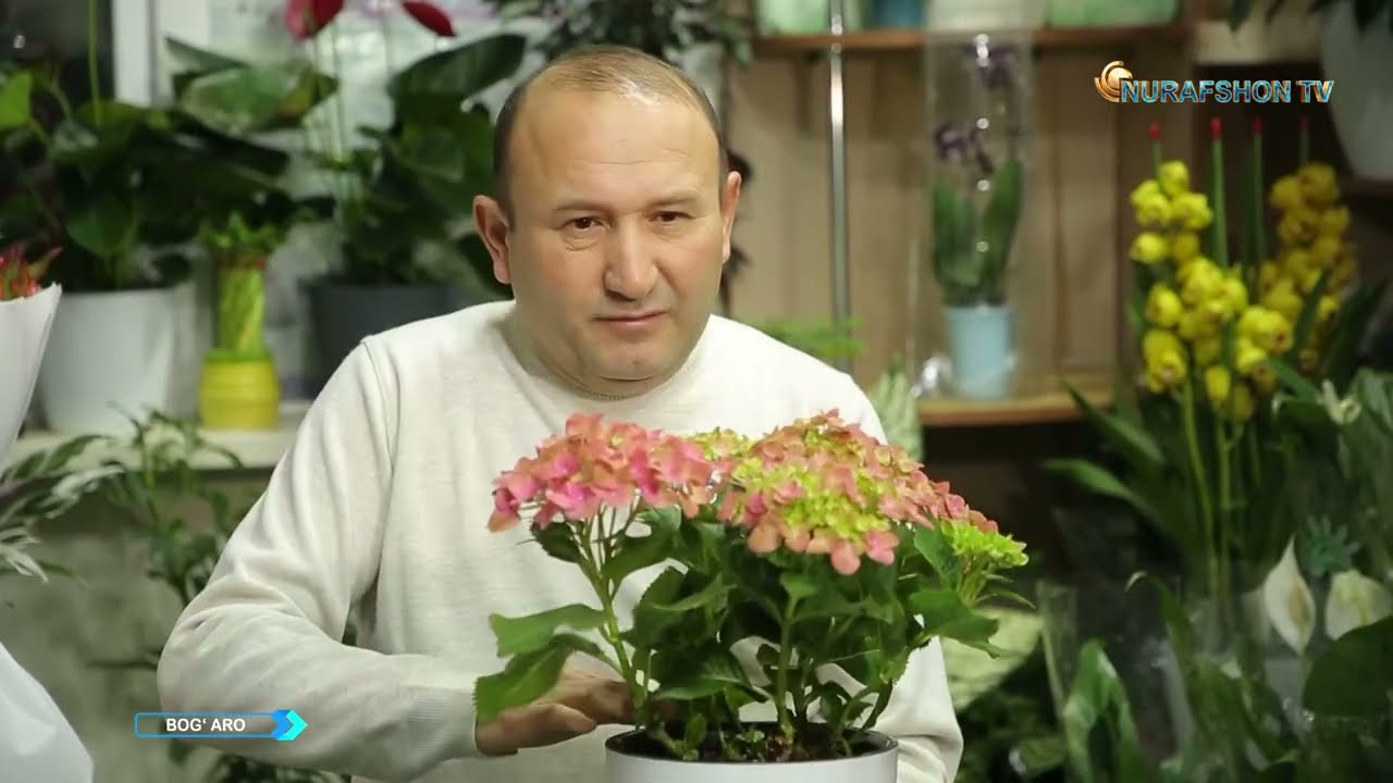 Xona gullarini tanlashda nimalarga e’tibor berish kerak?
