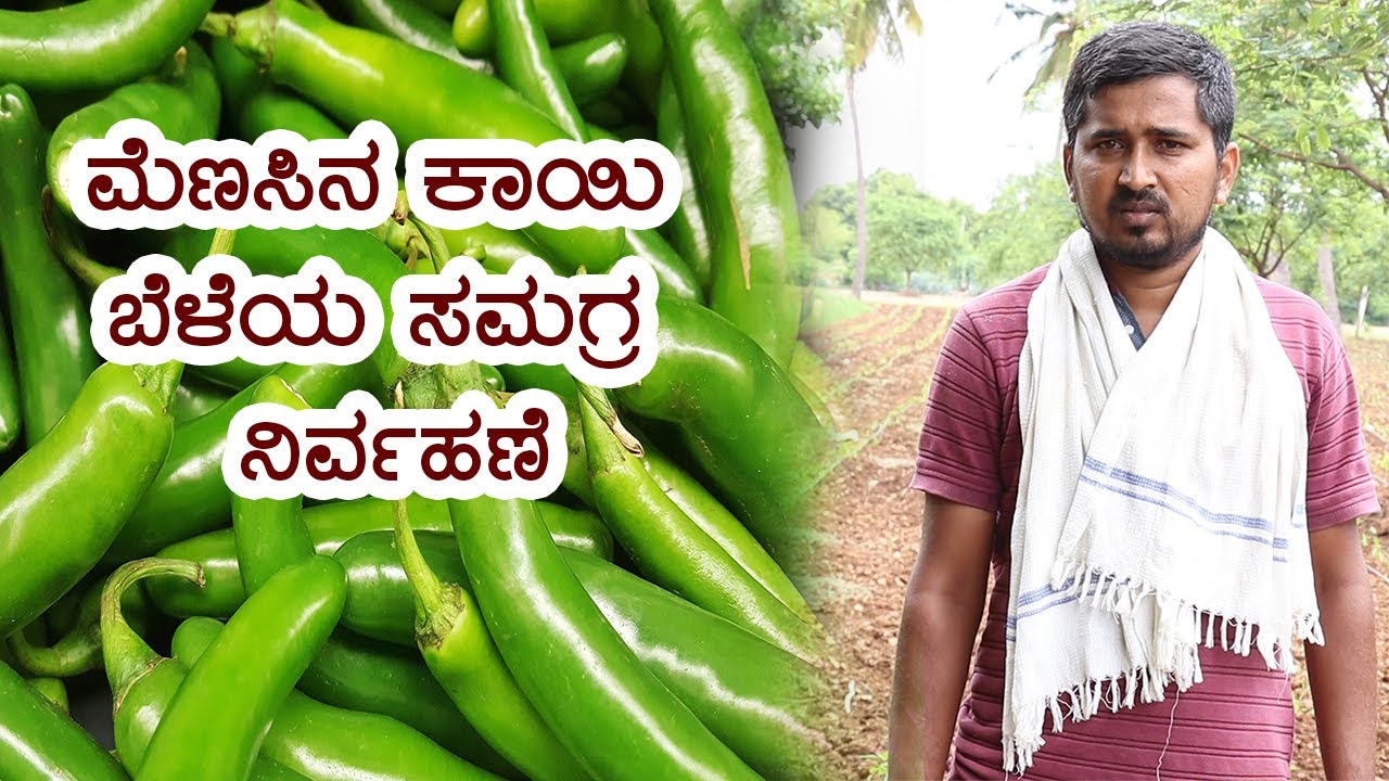 Chilli Farming Information | Farming Guide | Vijay Karnataka