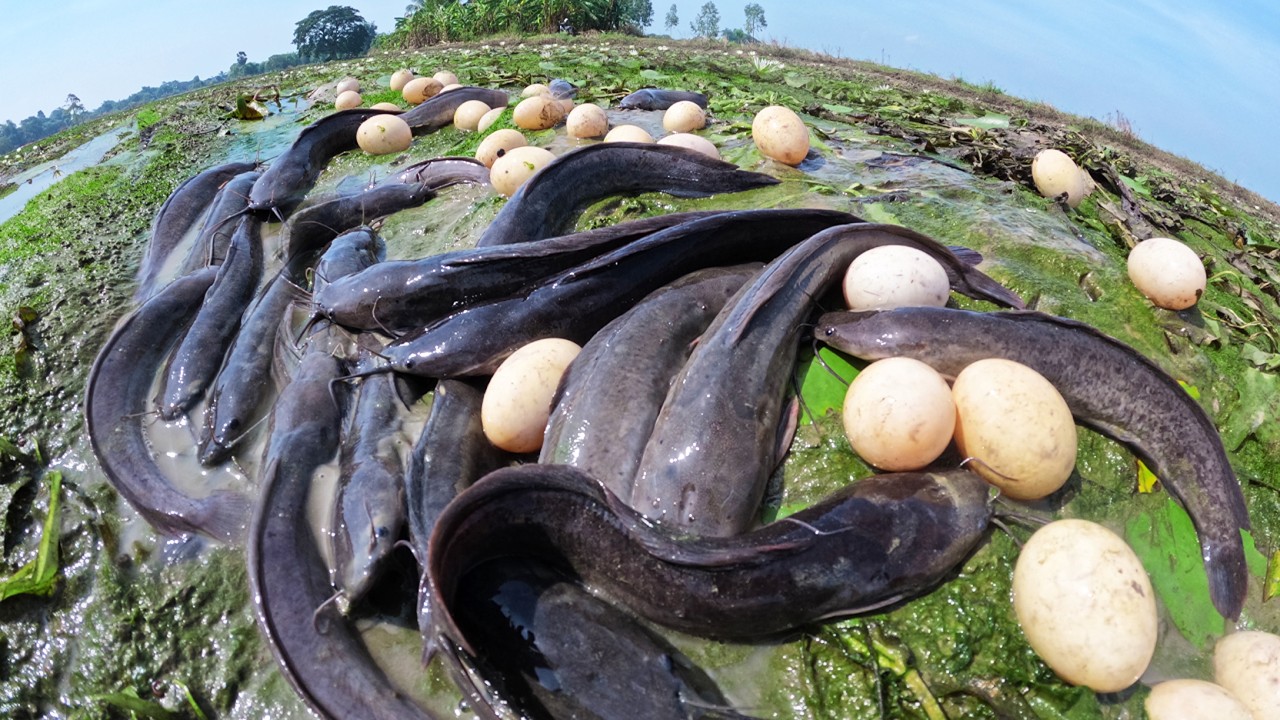 Top Amazing - Skills fisherman catch a lot of fish and pick eggs in mud water under plants by hand