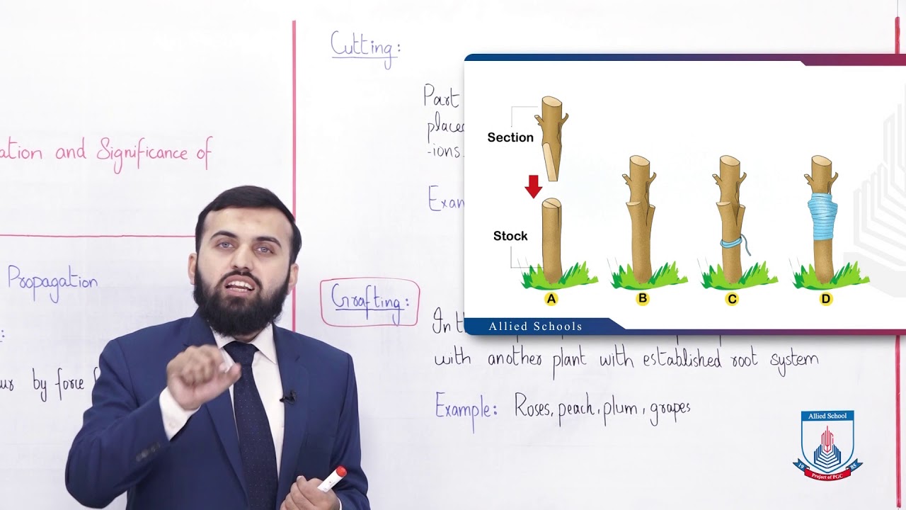 Class 10 - Biology - Chapter 14 - Lecture 4 - Artificial Vegetative propagation -  Allied Schools