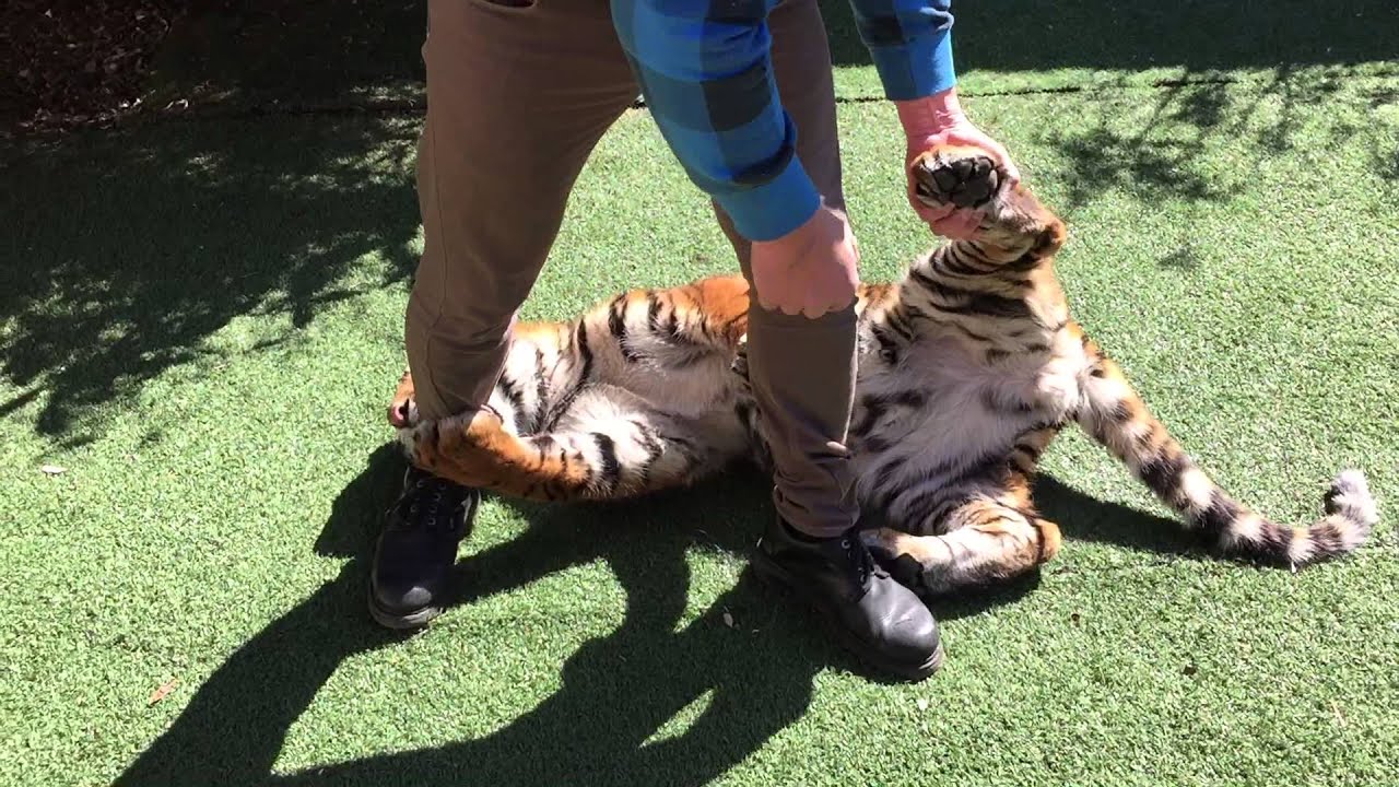 How to carry a tiger on Your back !