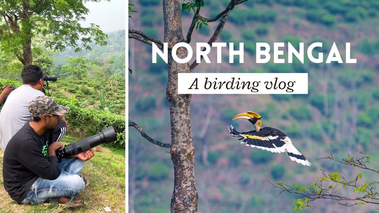 North bengal Birding Expedition at Latpanchor & Rongtong | Hornbill | Latpanchor Homestay