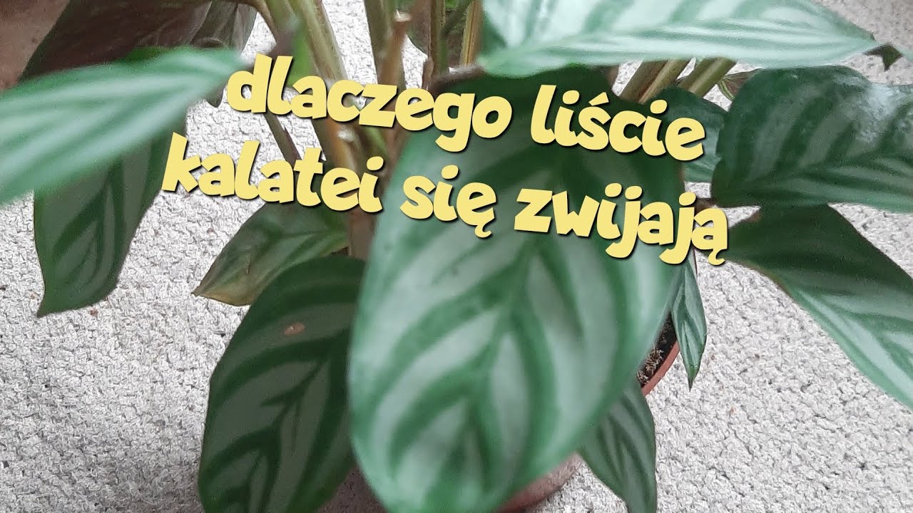 dlaczego liście kalatei się zwijają