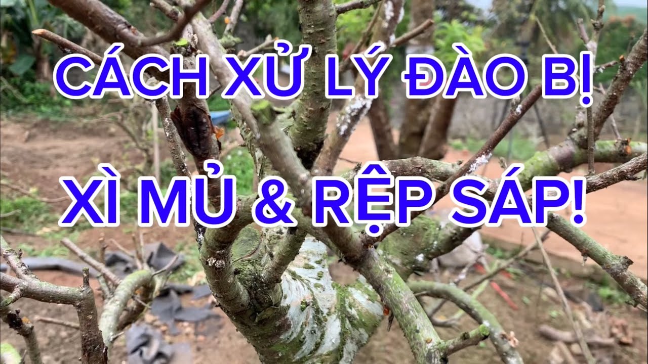 Cách Xử Lý XÌ MỦ & RỆP SÁP Trên Cây Đào Sau Tết 
