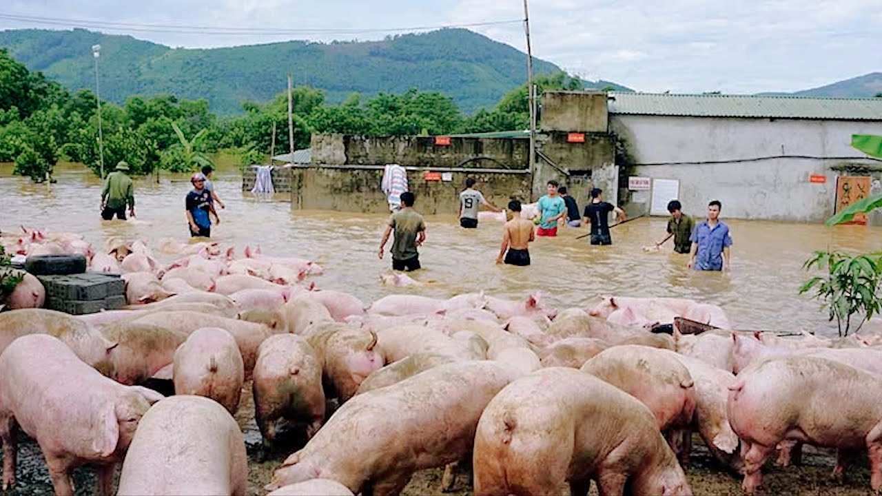 The Consequences of the Largest Flood Ever Recorded in Northwest Vietnam | SAPA TV