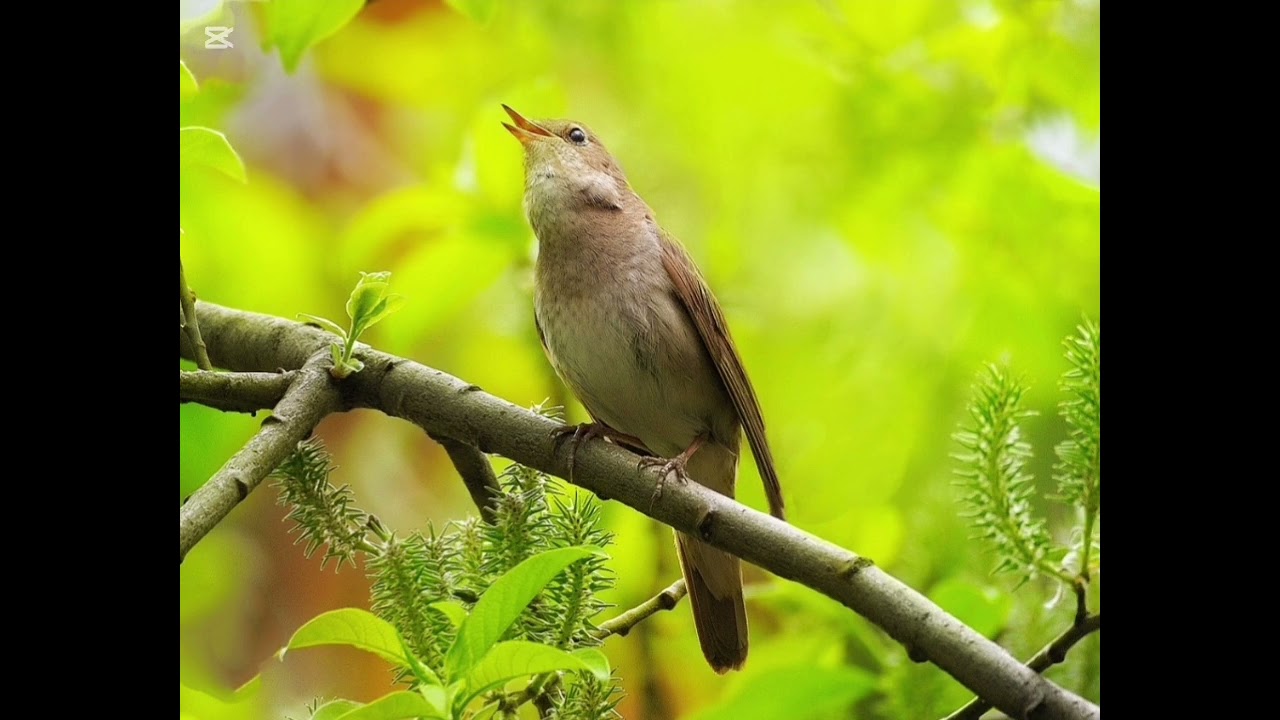 Пение птицы 15 минут 🐦🐦