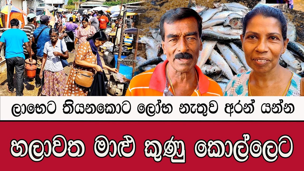 හලාවත මාළු කුණු කොල්ලෙට #mojonewslk #trending #chilaw