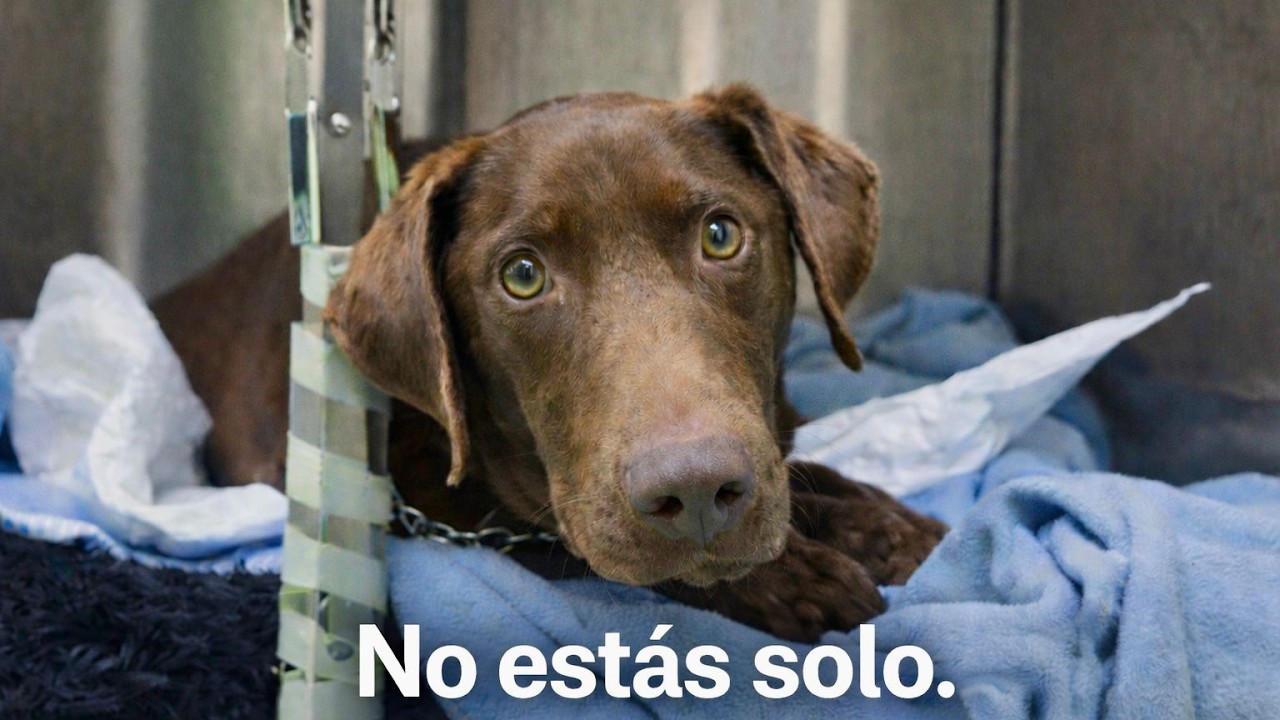 Esta pata se puede salvar