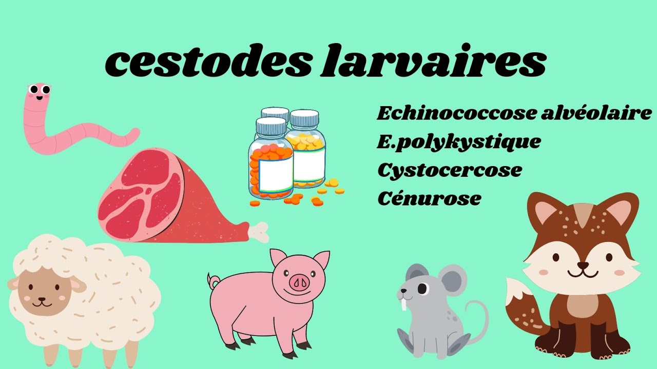 cestodes larvaires part two by Nesrine
