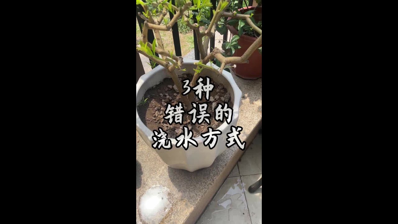 看到最后你一次中招了的#金弹子#老鸦柿#盆景#花卉绿植#趴皮哥
