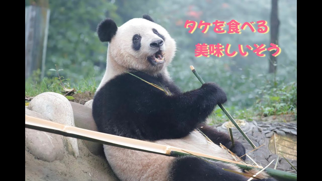 10月11日 シャンシャン 数日の間にシャンちゃんは昼間に竹を食べるのが初めて見た、嬉しかった