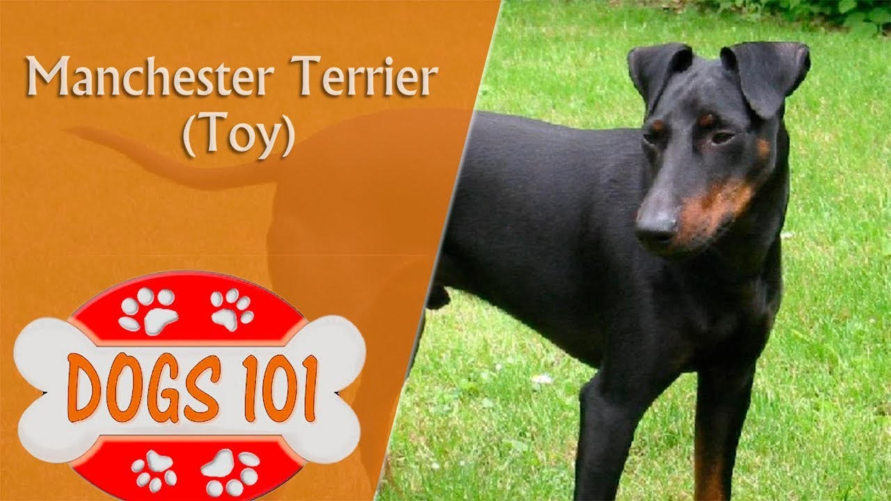 Dogs 101 - TOY MANCHESTER TERRIER - Top Dog Facts About the TOY MANCHESTER TERRIER