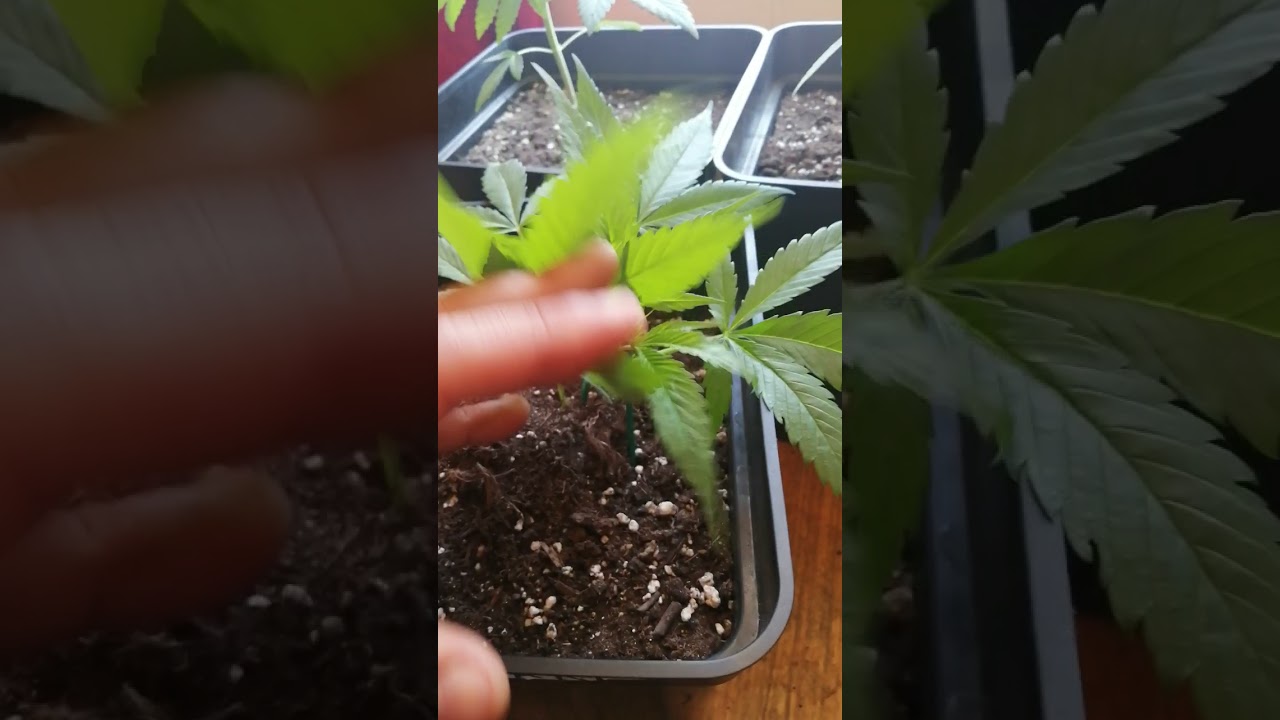 BCN Cr&iacute;tical xxl Fast - SeedStockers (LST a temprana edad🌱) 28 d&iacute;as de vida despu&eacute;s del germinado