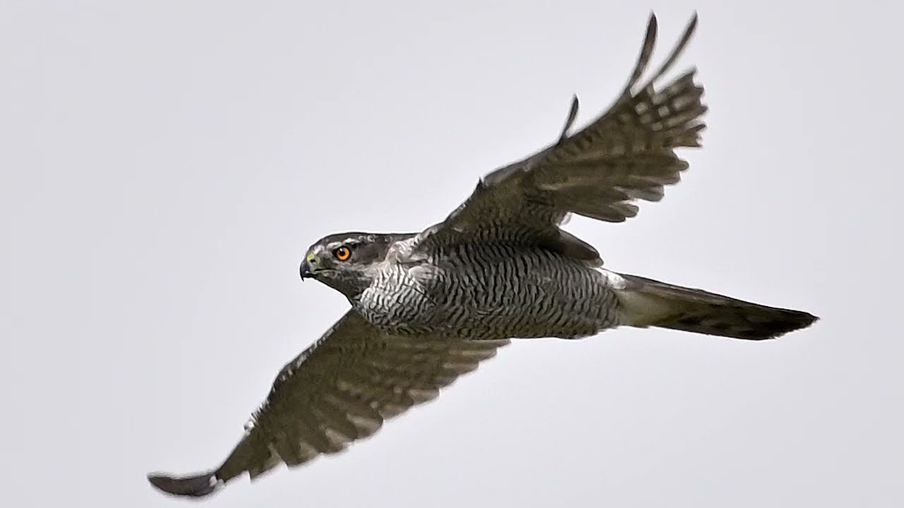 a nice walk around blashford lakes my first for 4 months, plenty to see and the goshawk was a treat.